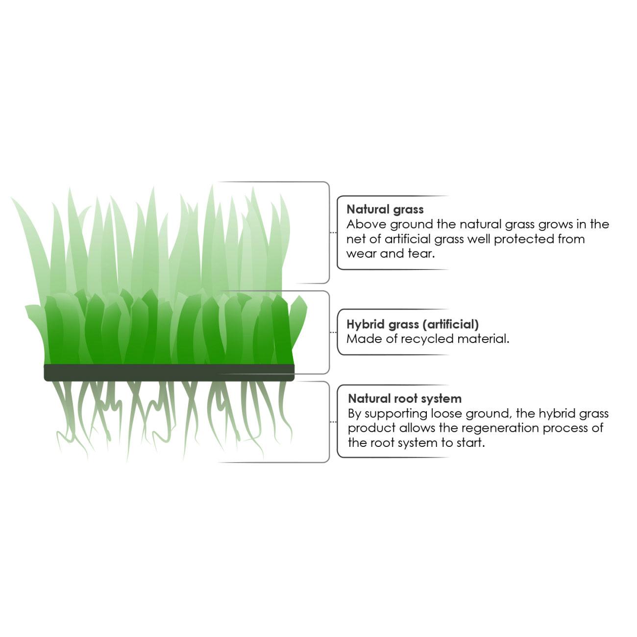 Grimsholm Hybridgräs 'Lawn protection' mot slitage från robotgräsklippare