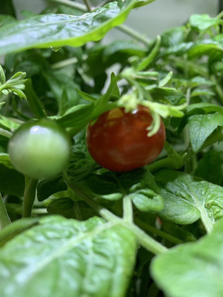 Hydroponisk odling av tomater i odlingslåda från RobotGarden
